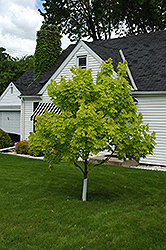 Princeton Gold Maple (Acer platanoides 'Princeton Gold') at Marlin Orchards & Garden Centre