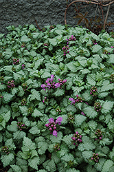 Red Nancy Spotted Dead Nettle (Lamium maculatum 'Red Nancy') at Marlin Orchards & Garden Centre