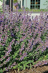Walker's Low Catmint (Nepeta x faassenii 'Walker's Low') at Marlin Orchards & Garden Centre
