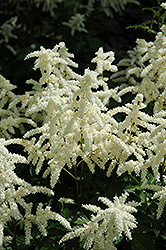 Bridal Veil Astilbe (Astilbe x arendsii 'Bridal Veil') at Marlin Orchards & Garden Centre