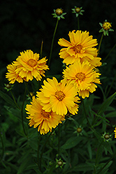 Early Sunrise Tickseed (Coreopsis 'Early Sunrise') at Marlin Orchards & Garden Centre