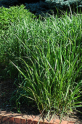 Switch Grass (Panicum virgatum) at Marlin Orchards & Garden Centre
