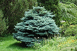 Globe Blue Spruce (Picea pungens 'Globosa') at Marlin Orchards & Garden Centre