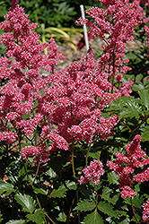 Rheinland Astilbe (Astilbe japonica 'Rheinland') at Marlin Orchards & Garden Centre