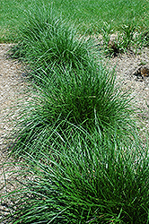 Tufted Hair Grass (Deschampsia cespitosa) at Marlin Orchards & Garden Centre