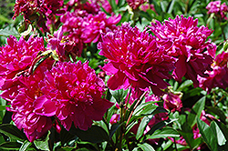 Karl Rosenfield Peony (Paeonia 'Karl Rosenfield') at Marlin Orchards & Garden Centre