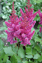 Visions Astilbe (Astilbe chinensis 'Visions') at Marlin Orchards & Garden Centre