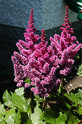 Visions Astilbe (Astilbe chinensis 'Visions') at Marlin Orchards & Garden Centre