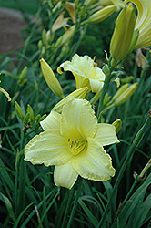 Happy Ever Appster Happy Returns Daylily (Hemerocallis 'Happy Returns') at Marlin Orchards & Garden Centre