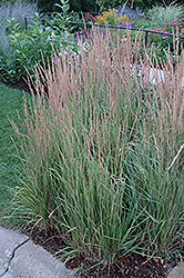 Variegated Reed Grass (Calamagrostis x acutiflora 'Overdam') at Marlin Orchards & Garden Centre
