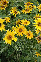 Loraine Sunshine False Sunflower (Heliopsis helianthoides 'Loraine Sunshine') at Marlin Orchards & Garden Centre