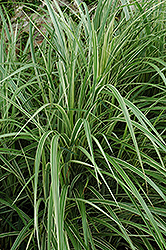 Variegated Silver Grass (Miscanthus sinensis 'Variegatus') at Marlin Orchards & Garden Centre