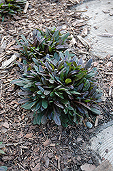 Chocolate Chip Bugleweed (Ajuga reptans 'Chocolate Chip') at Marlin Orchards & Garden Centre