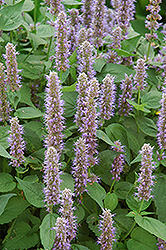 Blue Fortune Anise Hyssop (Agastache 'Blue Fortune') at Marlin Orchards & Garden Centre