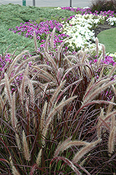 Purple Fountain Grass (Pennisetum setaceum 'Rubrum') at Marlin Orchards & Garden Centre
