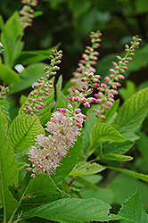 Ruby Spice Summersweet (Clethra alnifolia 'Ruby Spice') at Marlin Orchards & Garden Centre