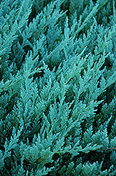Blue Chip Juniper (Juniperus horizontalis 'Blue Chip') at Marlin Orchards & Garden Centre