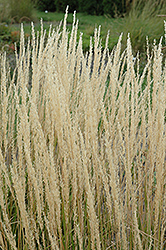Karl Foerster Reed Grass (Calamagrostis x acutiflora 'Karl Foerster') at Marlin Orchards & Garden Centre