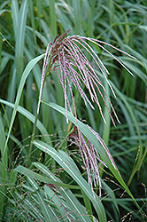 Maiden Grass (Miscanthus sinensis) at Marlin Orchards & Garden Centre