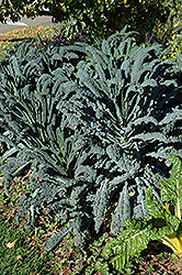 Dinosaur Kale (Brassica oleracea var. sabellica 'Lacinato') at Marlin Orchards & Garden Centre