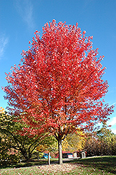 Autumn Blaze Maple (Acer x freemanii 'Jeffersred') at Marlin Orchards & Garden Centre