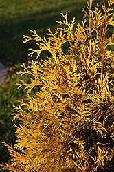 Yellow Ribbon Arborvitae (Thuja occidentalis 'Yellow Ribbon') at Marlin Orchards & Garden Centre