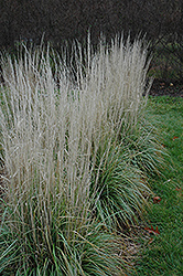 Avalanche Reed Grass (Calamagrostis x acutiflora 'Avalanche') at Marlin Orchards & Garden Centre