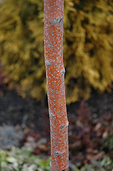 Toba Hawthorn (Crataegus x mordenensis 'Toba') at Marlin Orchards & Garden Centre