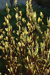 Ivory Halo Dogwood (Cornus alba 'Ivory Halo') at Marlin Orchards & Garden Centre