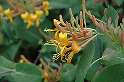 Mandarin Trumpet Honeysuckle (Lonicera 'Mandarin') at Marlin Orchards & Garden Centre