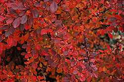 Rose Glow Japanese Barberry (Berberis thunbergii 'Rose Glow') at Marlin Orchards & Garden Centre