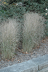 Shenandoah Reed Switch Grass (Panicum virgatum 'Shenandoah') at Marlin Orchards & Garden Centre