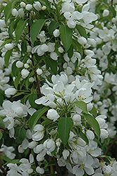Spring Snow Flowering Crab (Malus 'Spring Snow') at Marlin Orchards & Garden Centre