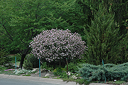 Dwarf Korean Lilac (tree form) (Syringa meyeri 'Palibin (tree form)') at Marlin Orchards & Garden Centre