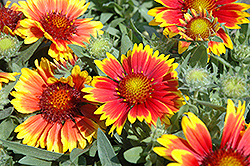 Arizona Sun Blanket Flower (Gaillardia x grandiflora 'Arizona Sun') at Marlin Orchards & Garden Centre