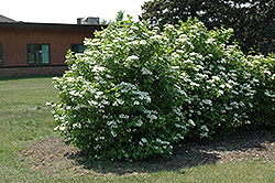 Highbush Cranberry (Viburnum trilobum) at Marlin Orchards & Garden Centre