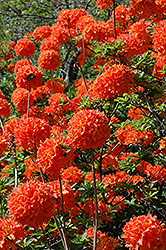 Mandarin Lights Azalea (Rhododendron 'Mandarin Lights') at Marlin Orchards & Garden Centre