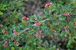 Tom Thumb Cotoneaster (Cotoneaster apiculatus 'Tom Thumb') at Marlin Orchards & Garden Centre