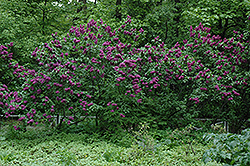 Charles Joly Lilac (Syringa vulgaris 'Charles Joly') at Marlin Orchards & Garden Centre