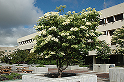 Ivory Silk Japanese Tree Lilac (Syringa reticulata 'Ivory Silk') at Marlin Orchards & Garden Centre