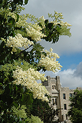 Ivory Silk Japanese Tree Lilac (Syringa reticulata 'Ivory Silk') at Marlin Orchards & Garden Centre