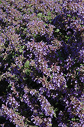 Walker's Low Catmint (Nepeta x faassenii 'Walker's Low') at Marlin Orchards & Garden Centre