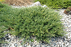 Andorra Juniper (Juniperus horizontalis 'Plumosa Compacta') at Marlin Orchards & Garden Centre