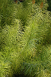 Narrow-Leaf Blue Star (Amsonia hubrichtii) at Marlin Orchards & Garden Centre