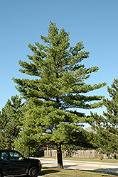 White Pine (Pinus strobus) at Marlin Orchards & Garden Centre