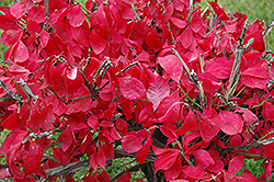 Compact Winged Burning Bush (Euonymus alatus 'Compactus') at Marlin Orchards & Garden Centre