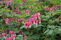 Common Bleeding Heart (Dicentra spectabilis) at Marlin Orchards & Garden Centre