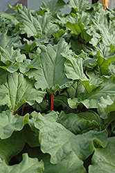 Canada Red Rhubarb (Rheum 'Canada Red') at Marlin Orchards & Garden Centre