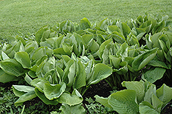 Sum and Substance Hosta (Hosta 'Sum and Substance') at Marlin Orchards & Garden Centre