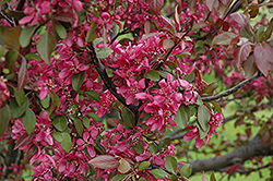 Profusion Flowering Crab (Malus 'Profusion') at Marlin Orchards & Garden Centre